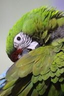 Green tropical parrot