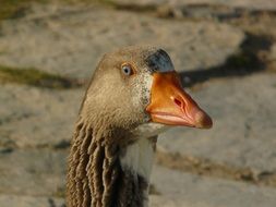 portrait of a goose