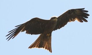 Bird Bird Of Prey in a flight