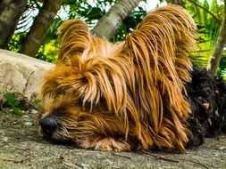 resting yorkshire terrier