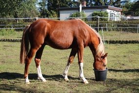 farm horse drinking water