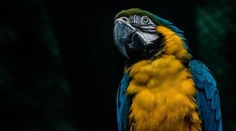 macaw parrot on the black background