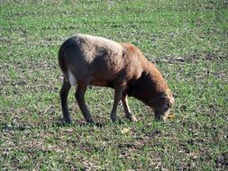 Sheep Graze