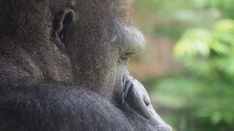 face of a gorilla close up