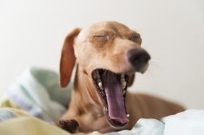 wide Yawning Dog, Portrait