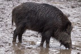 wild black boar in the mud