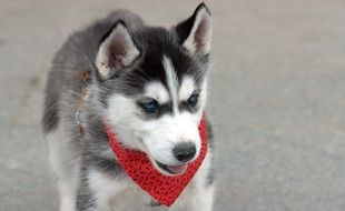 young husky with a scarf around his neck