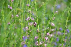 bee on hyssop flowers