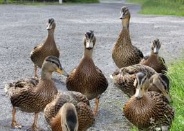 flock of young drakes