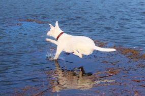 White dog is jumping into the water