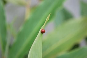 ladybug on a green leaf of a plant