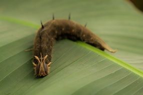 catepillar on the leaf in the butterfly garden