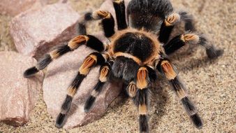 hairy tarantula spider close-up