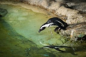 cute and beautiful Penguin near the water