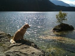 Beautiful and cute Golden Retriever near the water