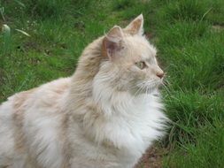 beautiful and amazing free Cat