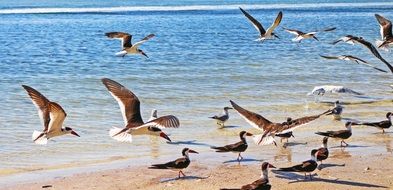 flock of Birds at shoreline, American Black Skimmers