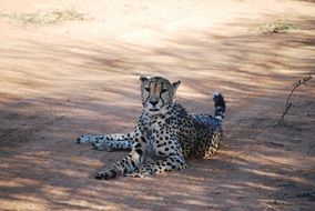 Cheetah in Namibia