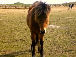 grazing pony