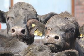 black cows closeup
