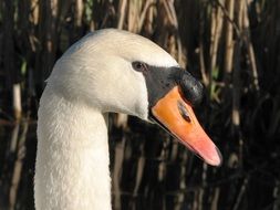 Mute Swan Swan Bill White Water