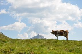 Cow in Summer Countryside view