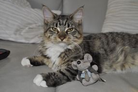 Cat with mouse Toys