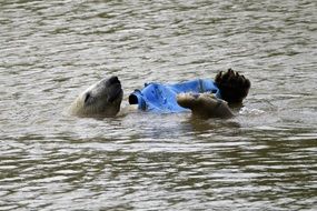 polar bear swims in the water