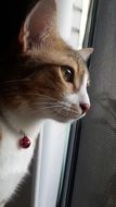 red cat with a red bell around his neck