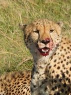 cheetah face in blood