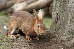 pretty Bunny Rabbit