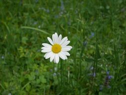 daisy on green lawn