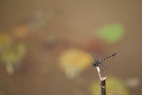 wild dragonly on the twig