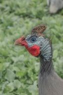 poultry on the farm close up