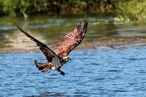 buteo in flight over the lake