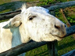 white donkey head close