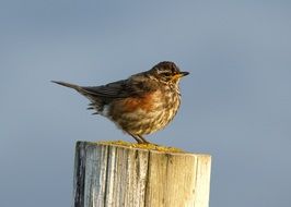 Sparrow on the wood