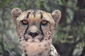 Cheetah looking straight, head portrait