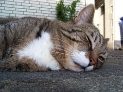 chilling out cat