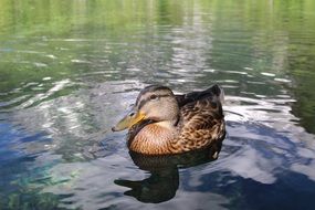 Duck Water Lake