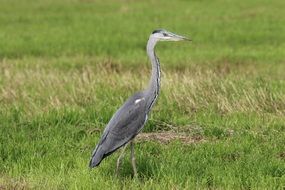 walking grey heron