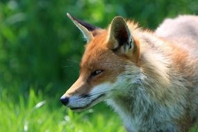 red fox on green grass