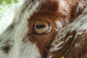Eye of domestic Goat Close up