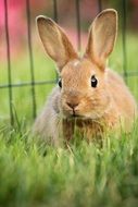 hare in green grass