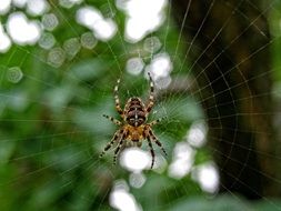 spider crusader on the web in the garden