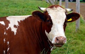 picture of poultry cow on a farm