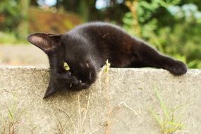 black cat on the wall close-up on blurred background