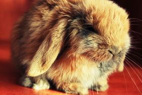 Fluffy Rabbit on red