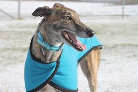 striking Greyhound Dog