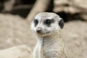 Meerkat Animal in Zoo close-up